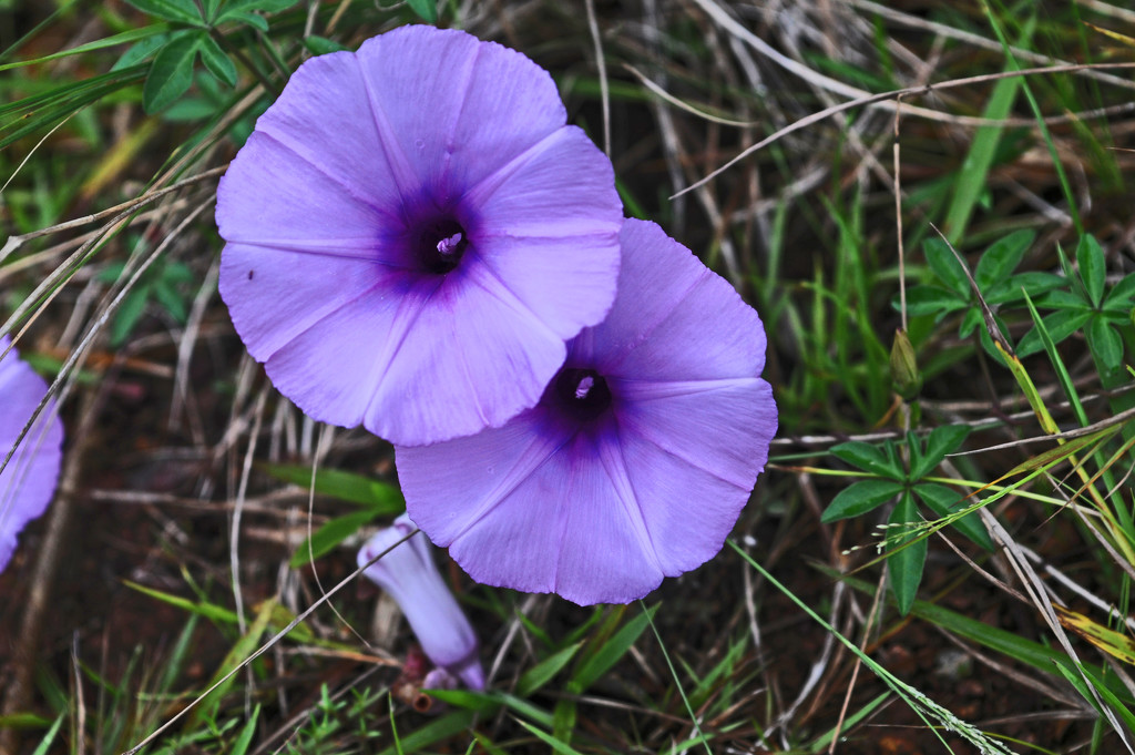 purple wild flowers by ianjb21