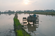 28th Apr 2014 - Early Sun over Rice Paddy