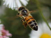 12th Oct 2014 - Bee in flight