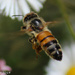 Bee in flight by flyrobin