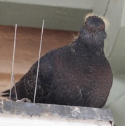 2nd Sep 2014 - Domestic pigeon (Columba livia domestica) IMG_9852