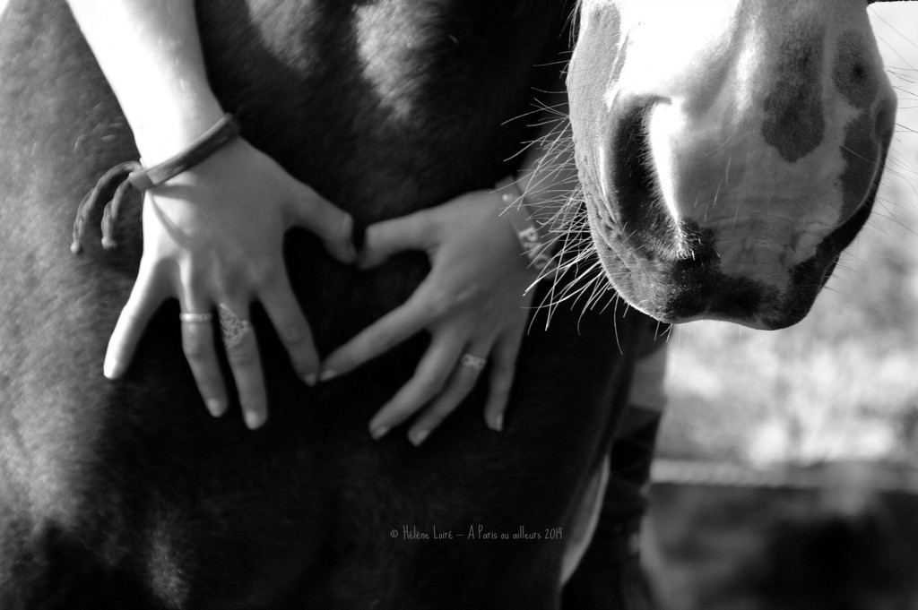 we love horses  by parisouailleurs