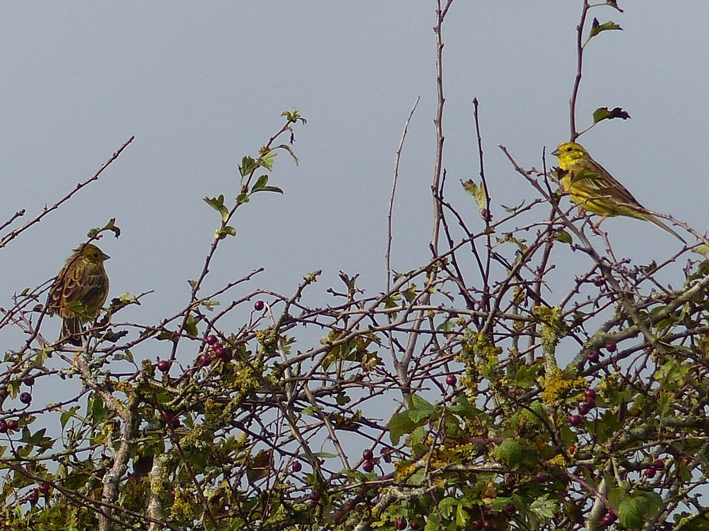  Yellowhammer Male and Female  by susiemc
