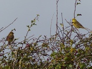 6th Oct 2014 -  Yellowhammer Male and Female 