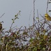  Yellowhammer Male and Female  by susiemc