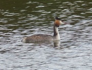 7th Oct 2014 -  Great Crested Grebe