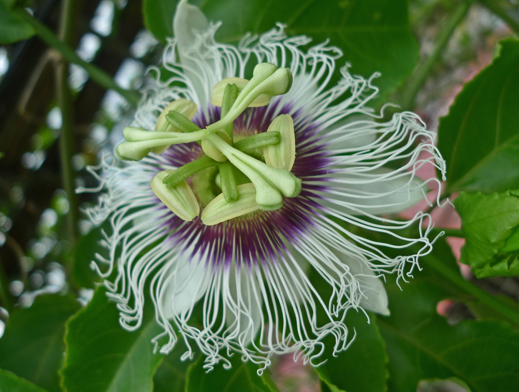 Passion flower by ianjb21