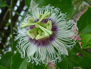 10th Oct 2014 - Passion flower