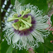 Passion flower by ianjb21