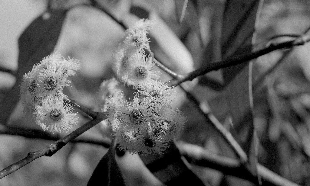 Flowering gum by peterdegraaff