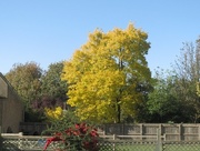 9th Oct 2014 - More Signs of Autumn