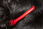 6th Oct 2014 - Red collar day