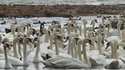 9th Oct 2014 - What a lot of Swans!