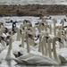 What a lot of Swans! by susiemc