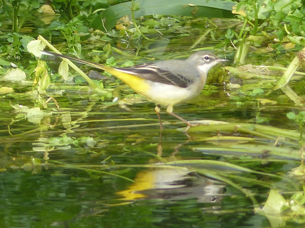  Yellow Wagtail on the River Frome by susiemc