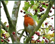 12th Oct 2014 - Very berry robin