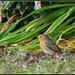 Garden robin by rosiekind