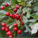 Berries by rosiekind