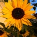 SUN-flower by pavlina