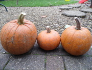 12th Oct 2014 - Home(ish) grown pumpkins