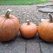 Home(ish) grown pumpkins by dragey74
