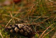 12th Oct 2014 - Pine Cone in the Grass