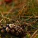 Pine Cone in the Grass by leonbuys83