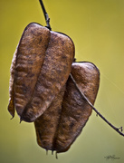 9th Oct 2014 - Seed Pods