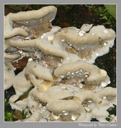 12th Oct 2014 - Rain on Fungi