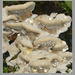 Rain on Fungi by pcoulson