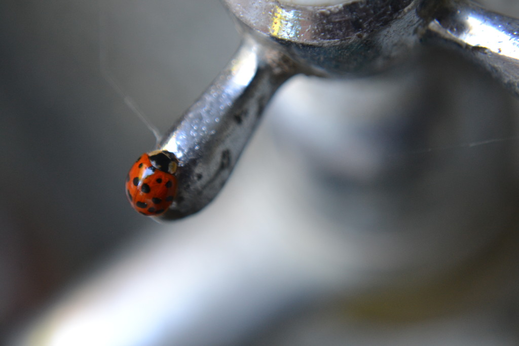 Ladybird on the garden tap by ziggy77