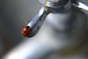 12th Oct 2014 - Ladybird on the garden tap