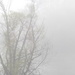The Fog by linnypinny
