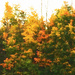 Autumn Leaves by yogiw