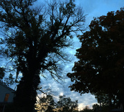 11th Oct 2014 - Trees At Sunset