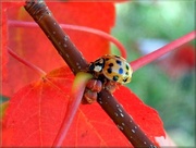 12th Oct 2014 - Fall Ladybugs Are Everywhere