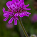 Purple flower by gosia