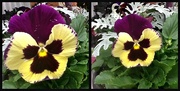 13th Oct 2014 - Pansy, Macro and Not