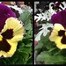 Pansy, Macro and Not by allie912