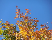 11th Oct 2014 - Colorful Tree Top