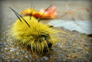 12th Oct 2014 - American Dagger Moth Caterpillar