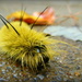 American Dagger Moth Caterpillar by calm