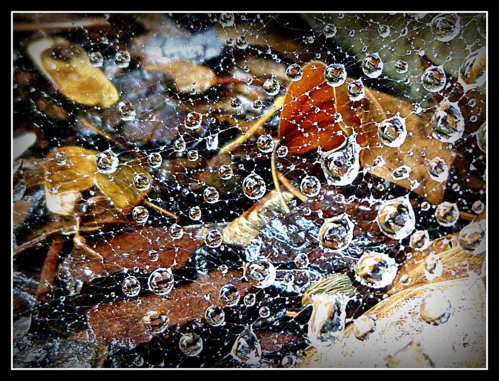 Waterdrops on a Web by calm
