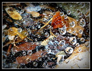 10th Oct 2014 - Waterdrops on a Web