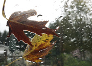 12th Oct 2014 - The wind and the rain