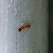 Ant by ingrid01