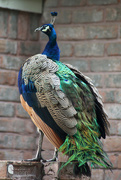11th Oct 2014 - Peacock