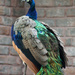Peacock by ingrid01