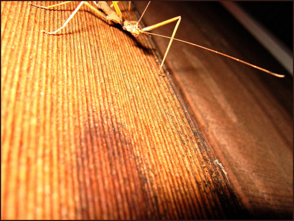 Creepy Stick Bug by olivetreeann