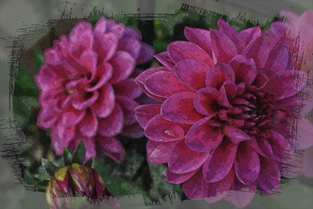 The Dahlias Still Shine by digitalrn